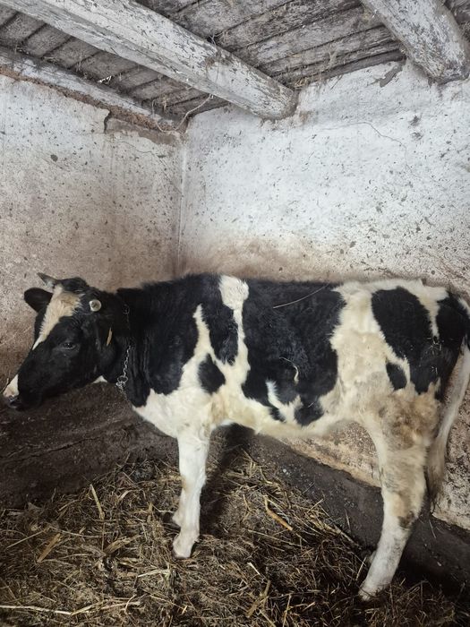 Vând două vitele Holstein