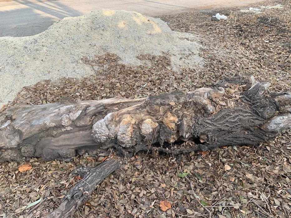 Древесина карагача