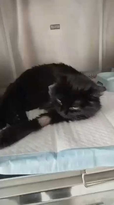 Кошечке нужен дом!