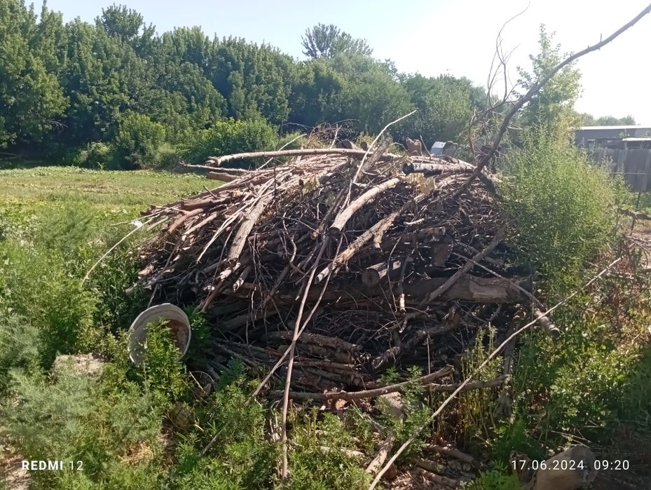 Отын сатамын тағдырға палауга