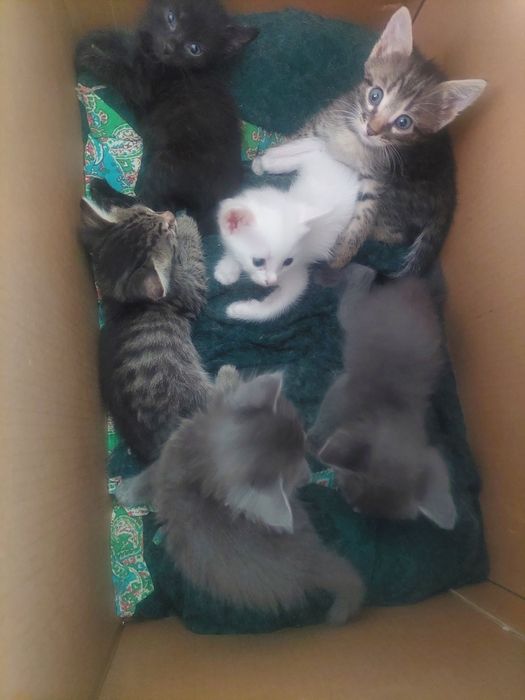 Маргаулар, котенки