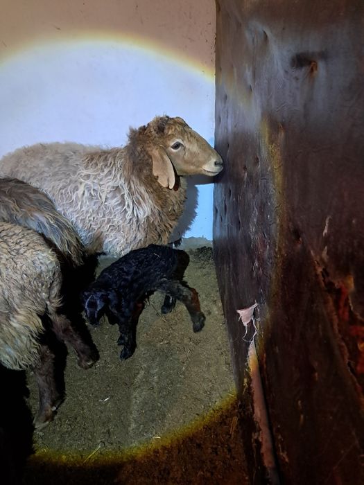 Буаз ,қозылы қойлар сатылады