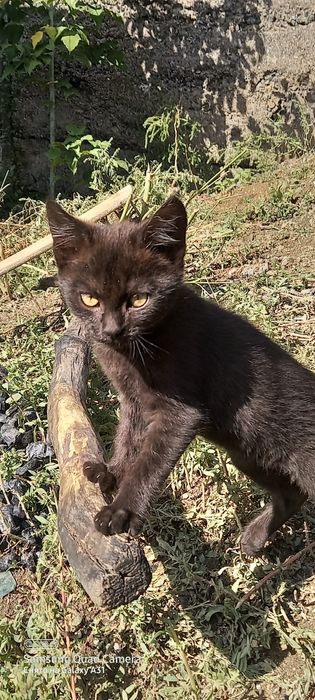 Котята 2 кошечка