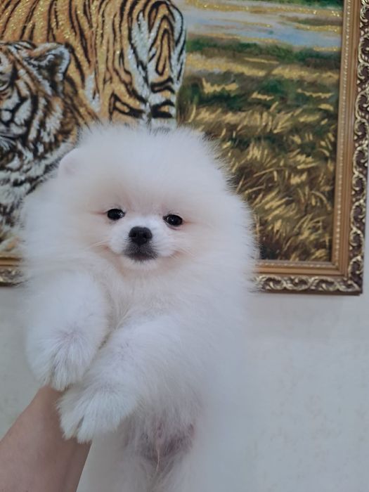 Красивые  шпицы мишки