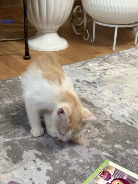 Котенок мальчик, 2 месяца