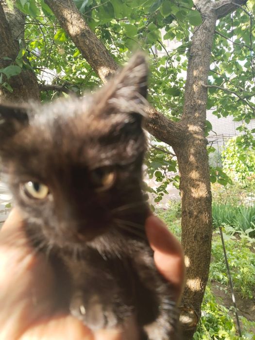 Отдам в добрые руки