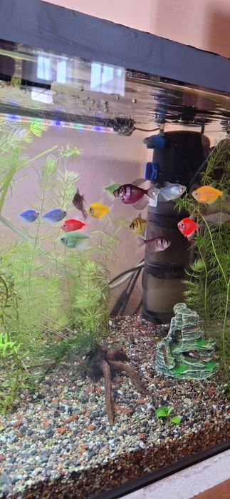 Продам тернеций  срочно