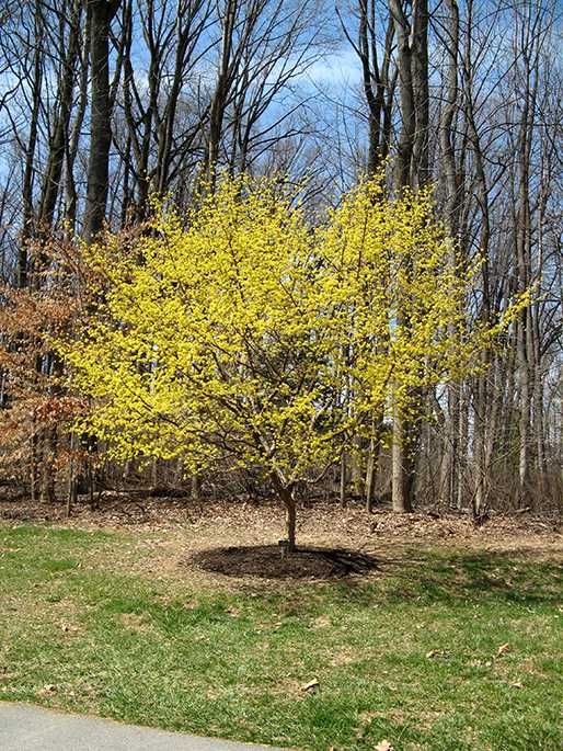 Дрян  - жълт за 14лв  и червен за 30лв