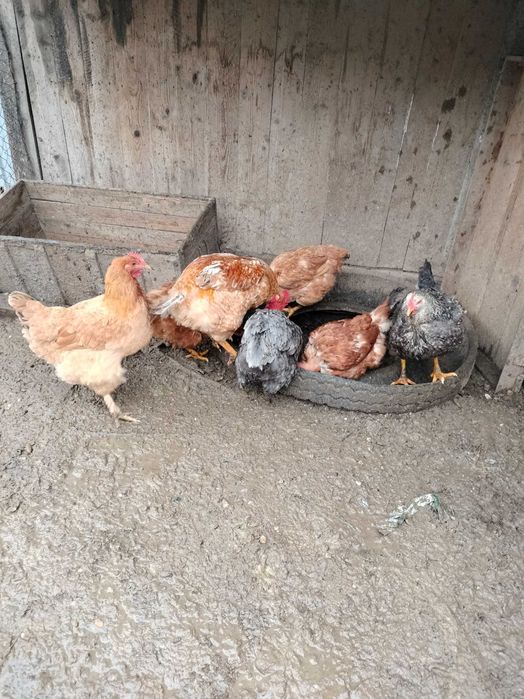 Cocoși de țară preț 70 leo