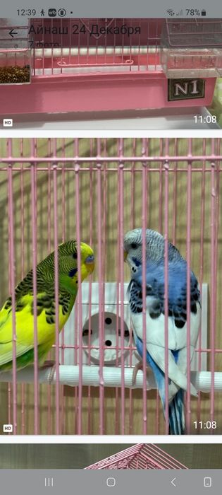 Продам попугайчиков ..