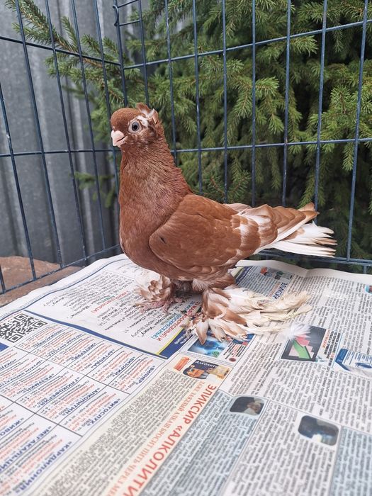 Продам голубку чанку