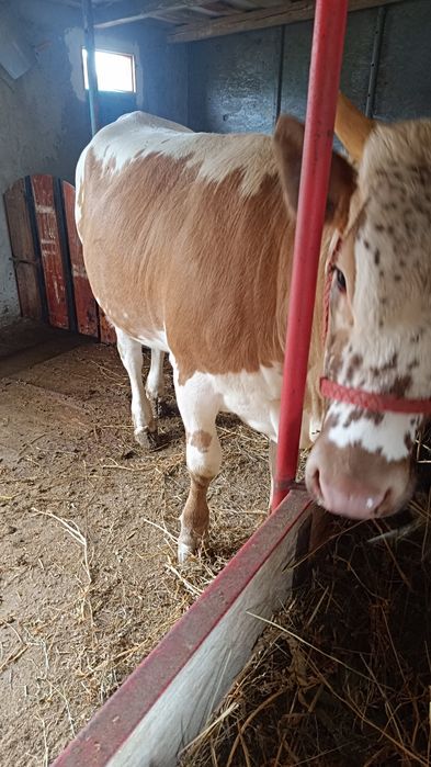 Vaca, junică și vițică de vânzare