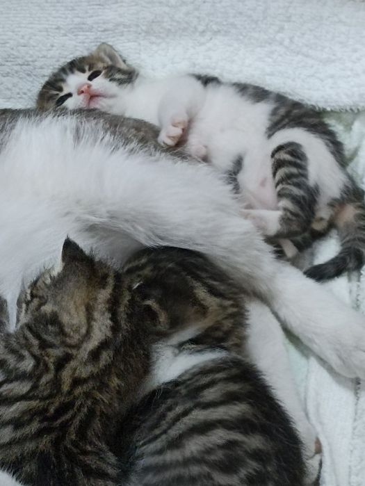 Продам котят 2000