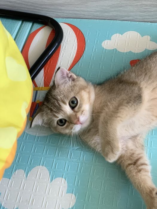 Британский котёнок, девочка