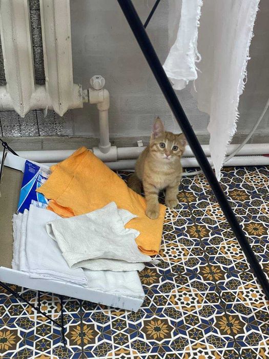 Рыжий котенок. В хорошие руки