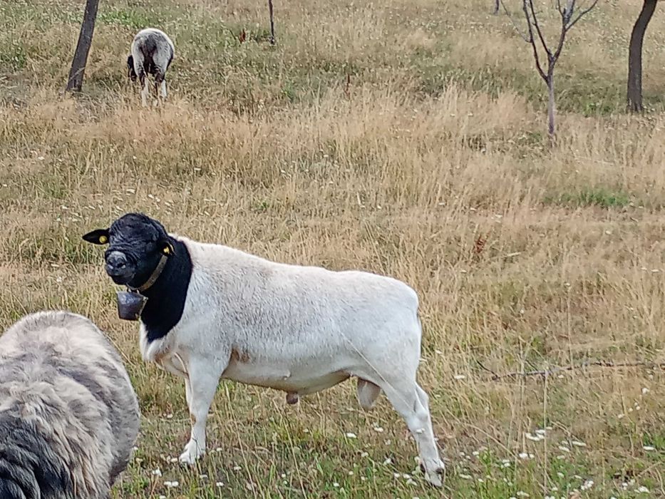 Berbec Dorper de vanzare
