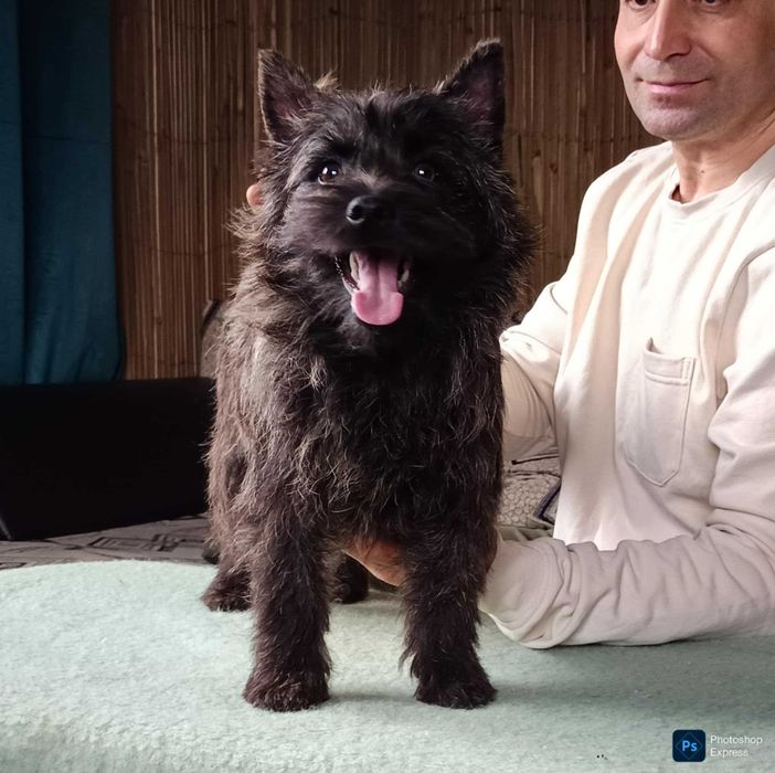 Cairn terrier mascul