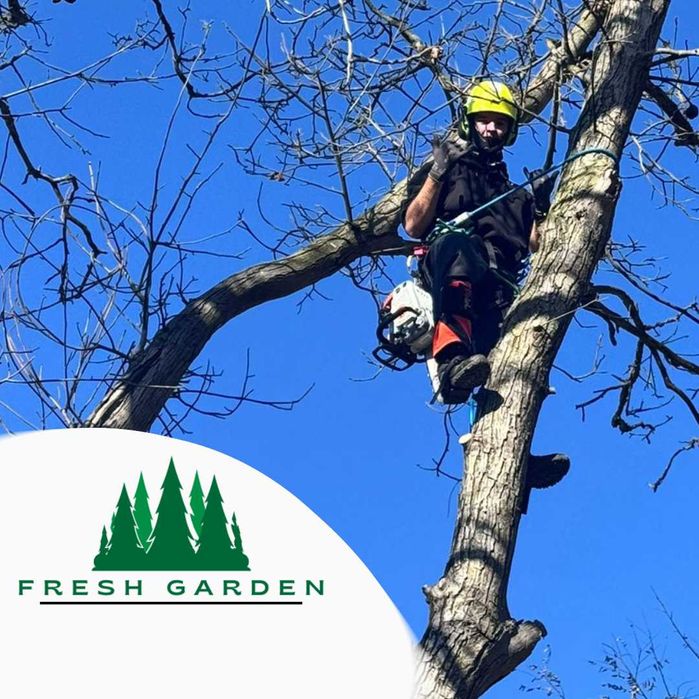 Taieri Toaletare Copaci Pomi Arbori Cluj Arborist