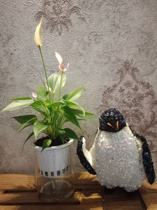 Антуриум (Anthurium)