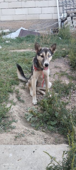 Лайка күшік сатылады