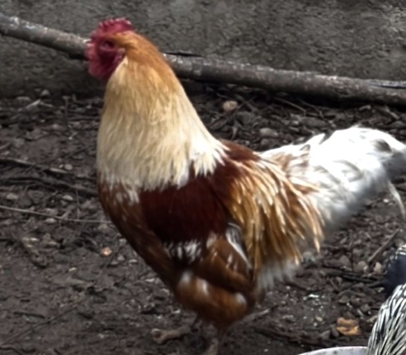 Продам петушков! (Пародистых)