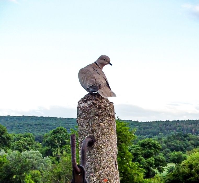 Dji Mini 2  Flymore Combo с 3 батерии