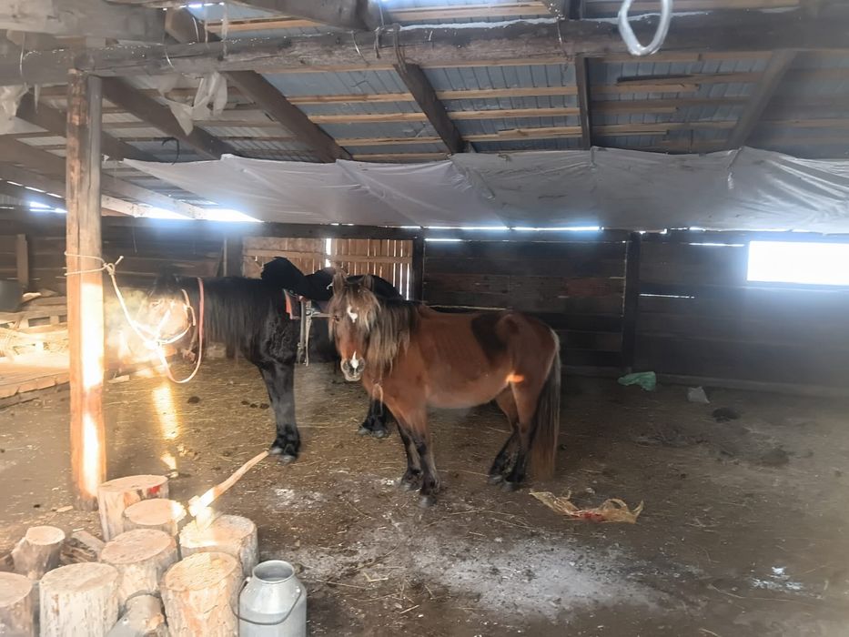 Продам кабыу ( бие)