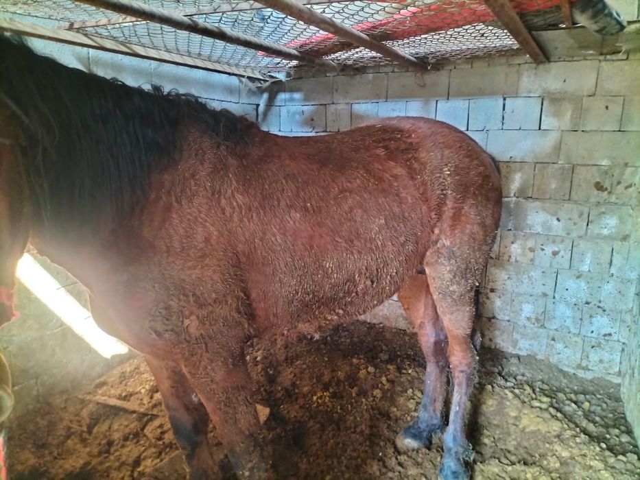 Продам Лошадь 4 годовалый