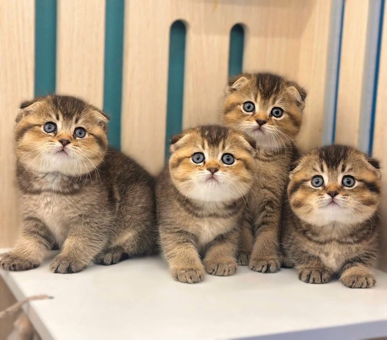Вислоухие Шотландские котята