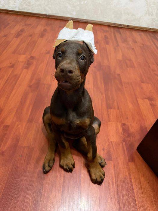 Шенки доберман чистокровные