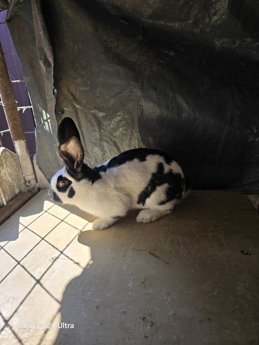 Iepuri din rasa fluture german