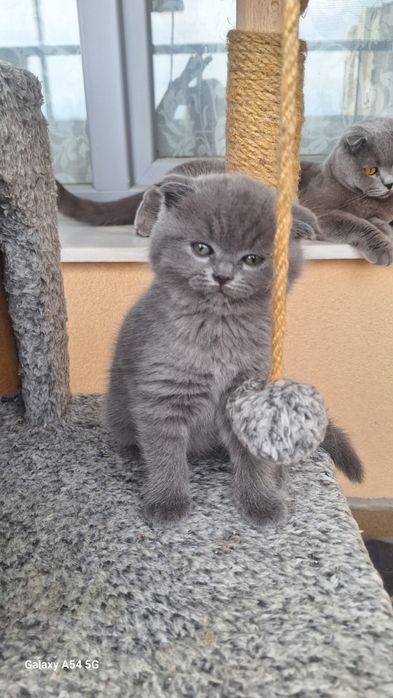 Шотландска клепоуха  госпожица