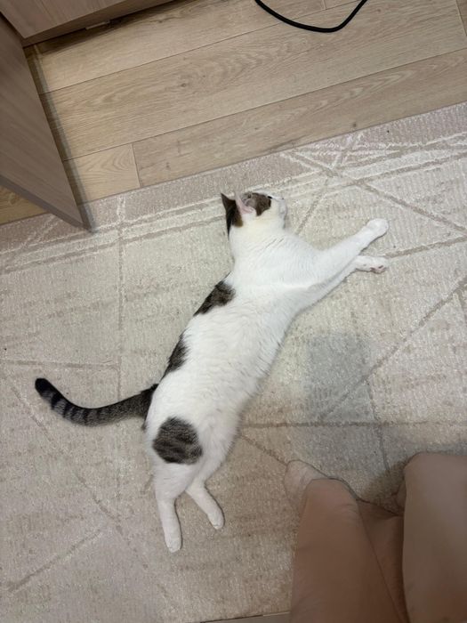 Отдам в хорошие руки кота