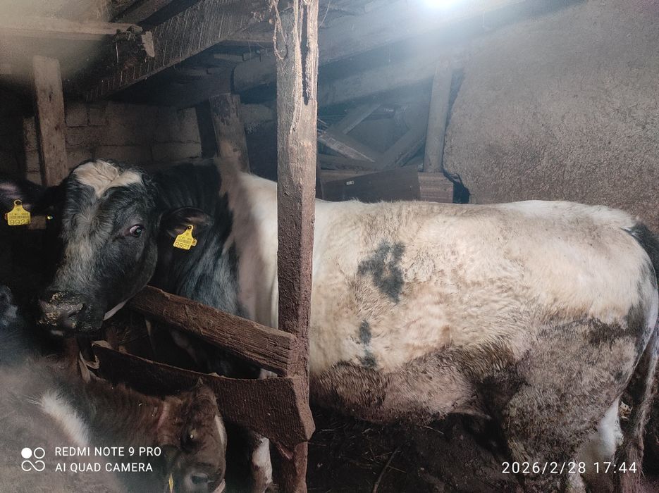 Boqilgan buqa sotiladi