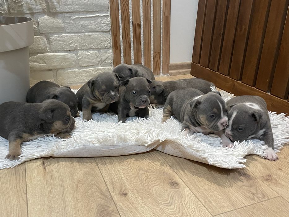 ТОП Реални ПОКЕТ Американско були / Трицветни