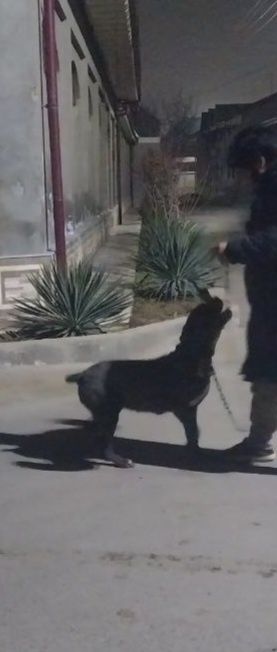 Кан корс парода срочно сотилади