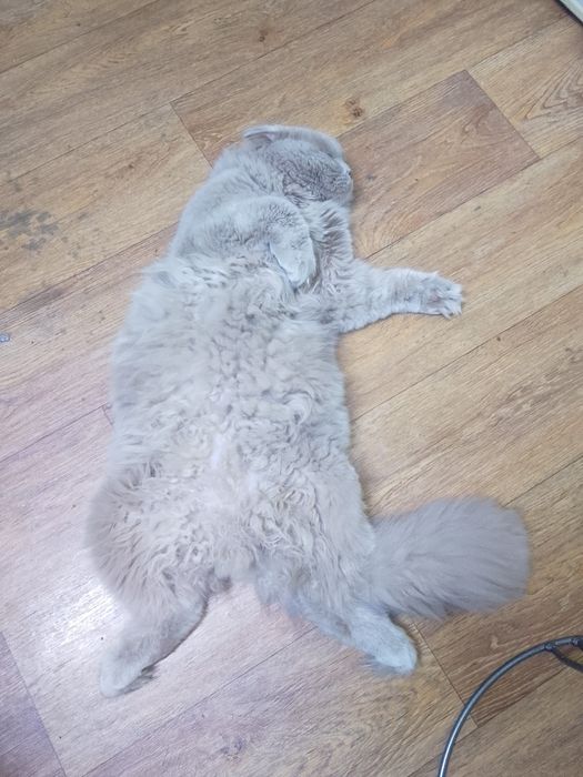 Чистый  шотландский кот