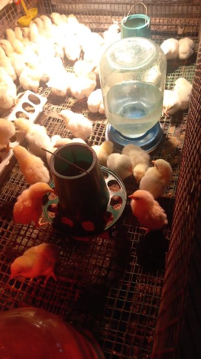 Продам цыплят бройлера