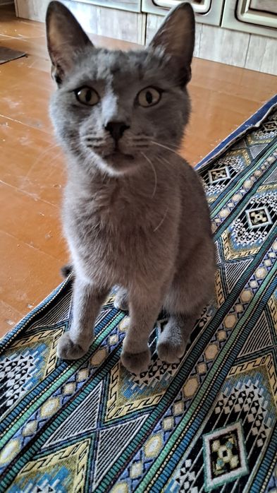 Скотш страйд сотилади тоза кон