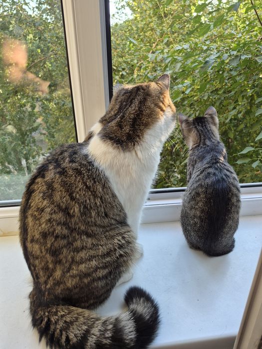 Срочно отдам котёнка!
