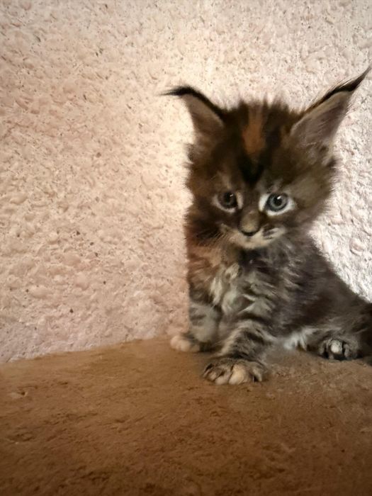 Котята Мейнкун. 65000
