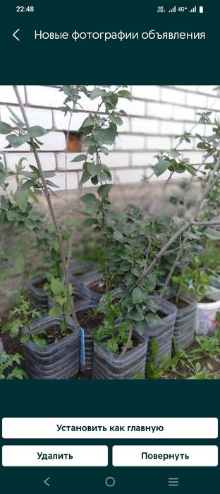Продам тополя пирамидальной