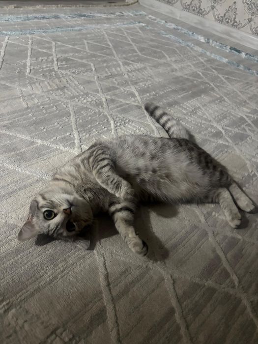 Продам кошку срочно