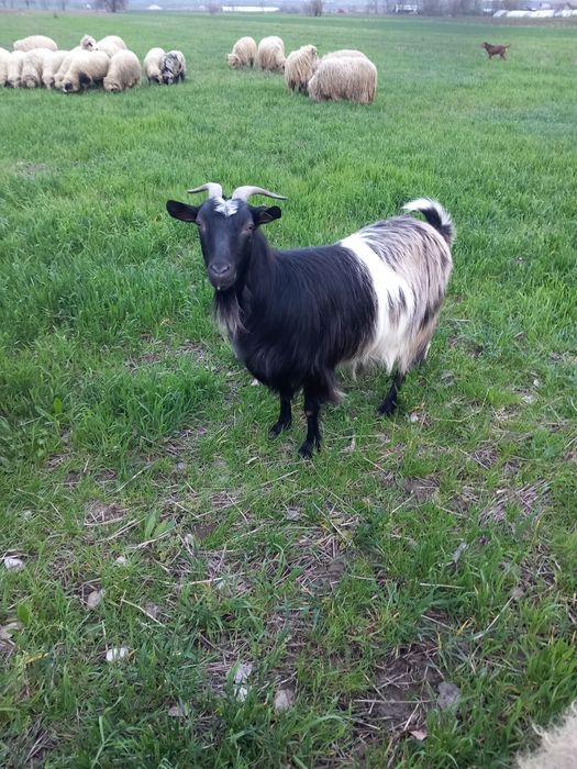 De vanzare două capre sterpe grase  și un berbeac de 1 an