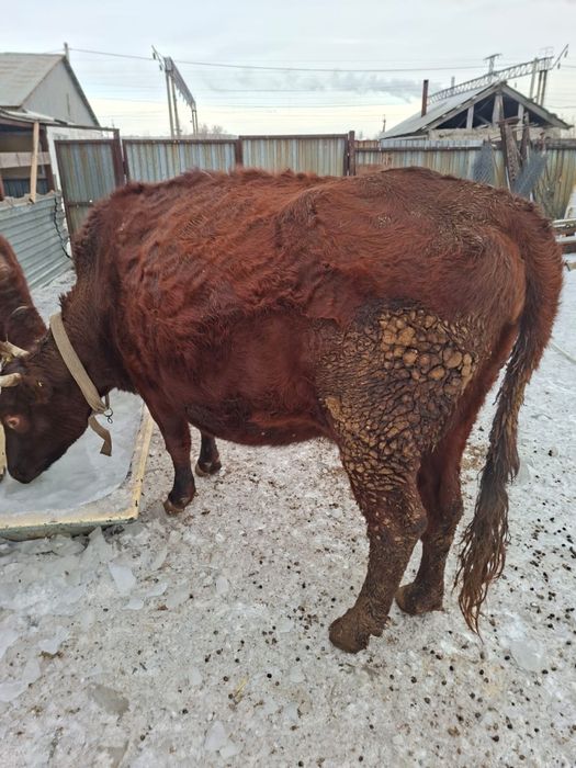 Продаю карову на открме