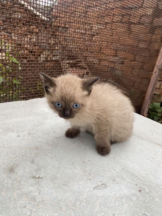 Отдадим котят в добрые руки!