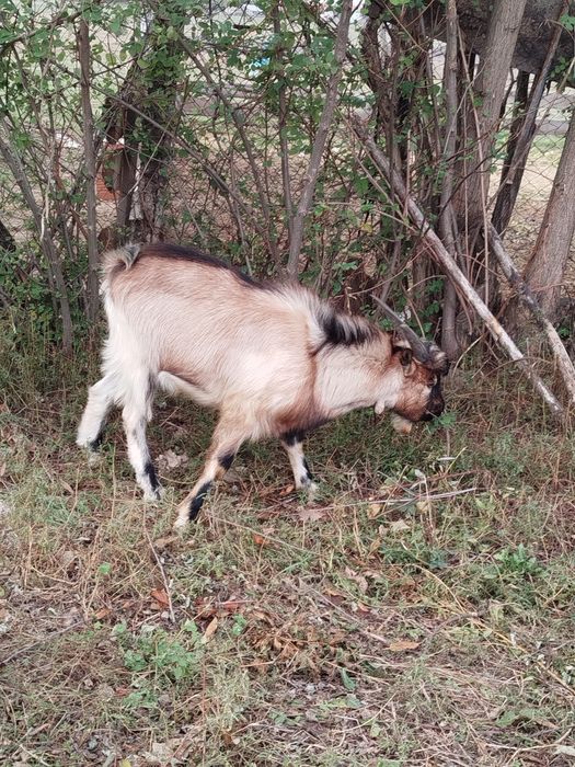 Țap alpin francez. De  vânzare
