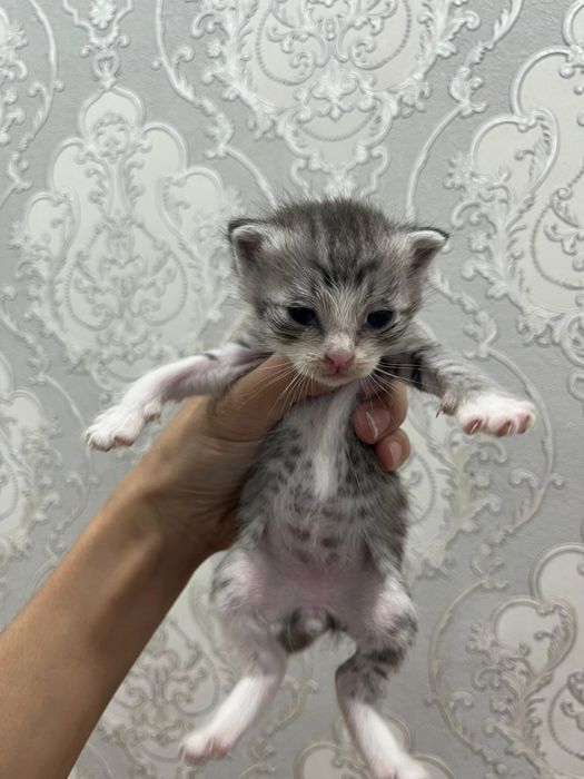 Котята Рэгдолл! Возраст 4 недели, всего .