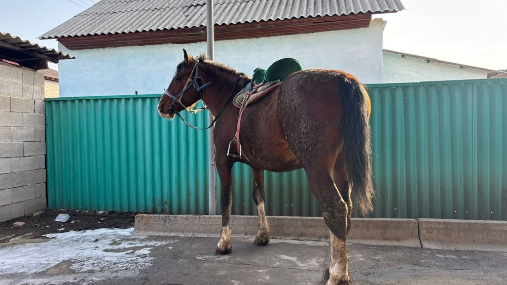 Айгыр сатылады айгыр