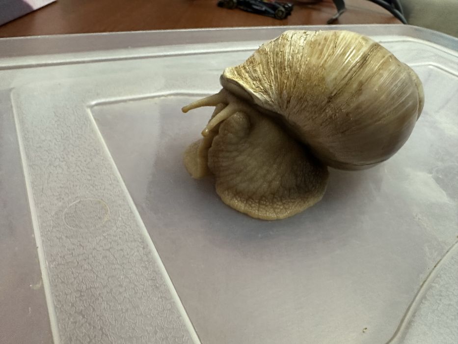 Улитка отдам бесплатно